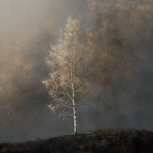 Boswandeling | FIne Art Bomen 