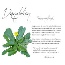 The Herb Dandelion