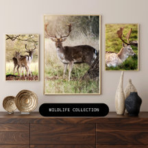 Photo Prints Collection