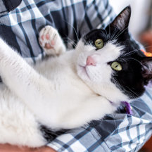 Daddy cat since Photo cute cat