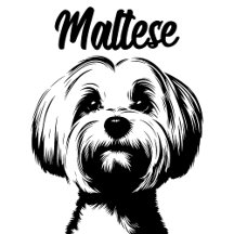 Maltese Dog