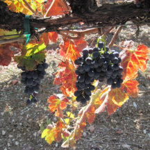 Wine Country Keychains