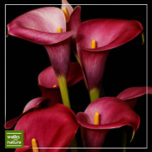 WWN Flowers (Lilies I)