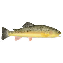 Trout Fish Group Posters