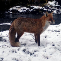 Red Fox Lovers Gift Ideas