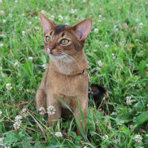 Abyssinian