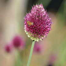 Flowers Garden Floral Magnolia Iris