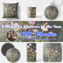 Echinacea Flowers in the Sun