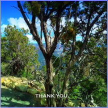 Artistic Thank You Gift Collection