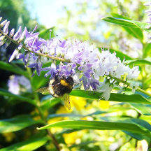 Cornish flora and fauna