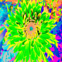 Colorful Lime Green and Yellow Blooming Dahlia