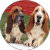 Basset hound calendars and more