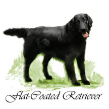 Flat-Coated Retriever Art
