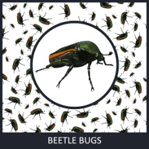 Beetle