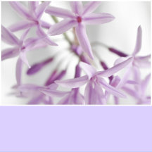 Pastel Lilac Solid Color