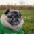 Lil_Pickles_Da_Pug