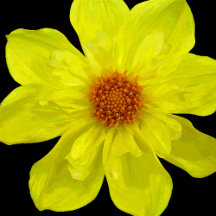 Round Dahlia Pillows