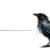 Bristly Crow
