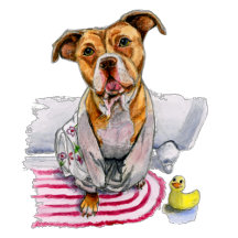 Pit Bull Dog in Bathrobe Watercolor Painting