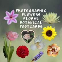 Photographic Flowers Floral Botanical Postcards