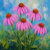 WBfloraldesigns