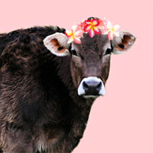 Aloha Cow
