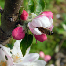 Sunlit Orchard: The Bee & Blossom Series