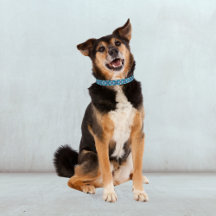 Dog Collars & Leashes