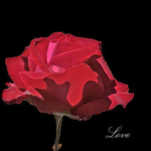 Red Rose on Black Wedding Collection