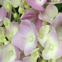 Antique White and Dusty Pink Hydrangea Petals