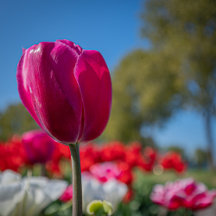 Home Decor with Tulips