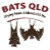 Bats_QLD