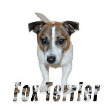 Pet Gifts For Your Special Someone