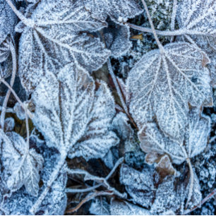 Gravata Natal Azul Deixa Férias de inverno em Neve
