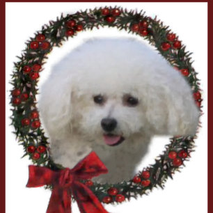 Cartão De Festividades Bichon Frise Christmas