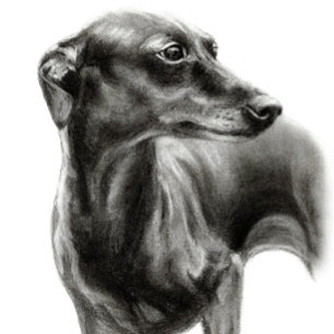Camiseta Greyhound desenhado à mão