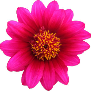 Convite para Flor Roxo Chic Country Casamento