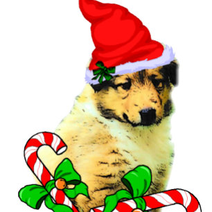 Cartão De Festividades Collie Puppy Christmas