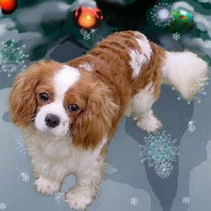 Cartão De Festividades Presentes de Natal do Cavalier King Charles Spanie