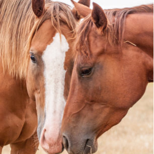 Convite Cavalos fungando em uma pastagem