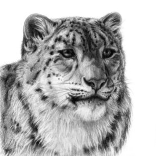 Poster Leopardo-da-Neve Desenhado À Mão