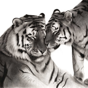 Tapete De Parede Tigres - Retrato Pintado À Mão Da Vida Selvagem