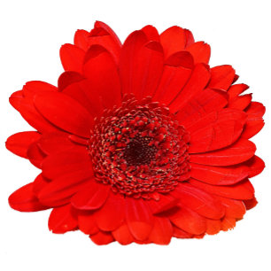 Convite para Casamento de Gerbera Vermelha Persona