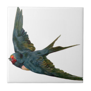 Swallow