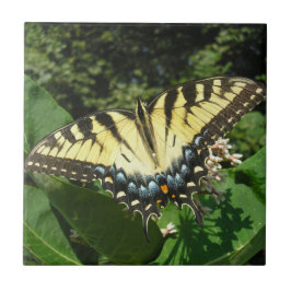 "Swallow Tail Butterfly"