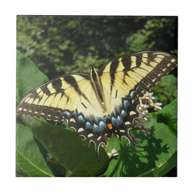 "Swallow Tail Butterfly" (Frente)