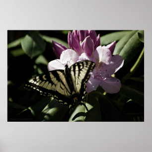 Swallowtail e Rhododendron Impressão
