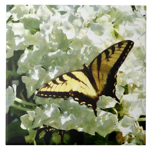 Swallowtail no Hydrangea branco (Frente)