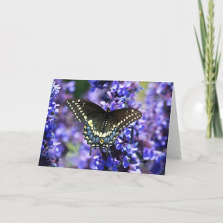 Swallowtail preto 7 x 5 cartão - vazio