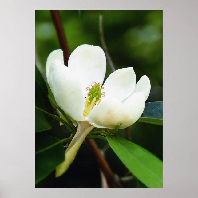 Swamp Magnolia Poster (Frente)